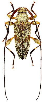 Cerambycidae: Ozineus achirae Monne & Monne, 2012