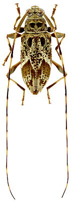 Cerambycidae: Ozineus cretatus Monne & Martins, 1976