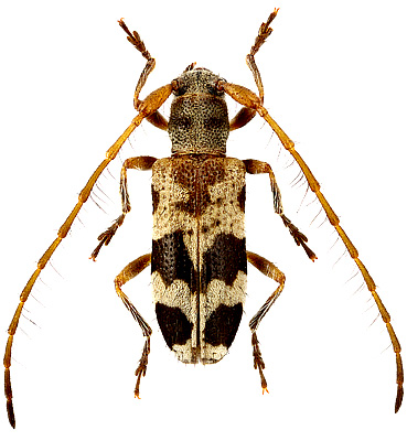 Cerambycidae: Paradriopea definita Holzschuh, 2017