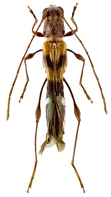 Cerambycidae: Parepimelitta barriai (Cerda, 1968)