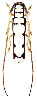 Cerambycidae: Phoebe alba Martins & Galileo, 2004