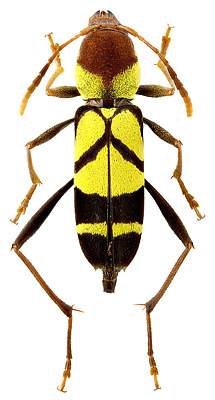 Cerambycidae: Pirangoclytus purus (Bates, 1870)