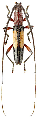 Cerambycidae: Prothoracibidion flavozonatum Martins, 1960