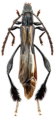 Cerambycidae: Pseudophygopoda albitarsis (Klug)