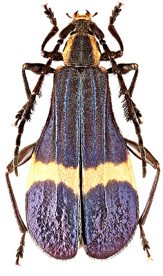 Cerambycidae: Pteroplatus pulcher Buquet