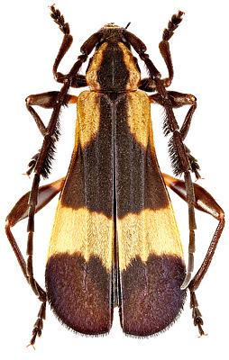 Cerambycidae: Pteroplatus gracilis Buquet, 1840