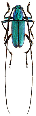 Cerambycidae: Tobipuranga ruficoxis (Bat.)