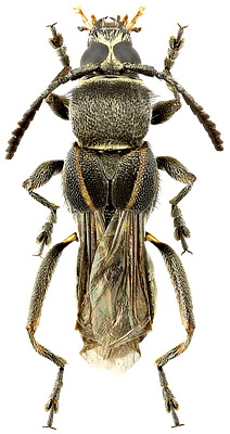 Cerambycidae: Tomopterus larroides White, 1855