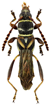 Cerambycidae: Tomopterus tetraspilotus Magno, 1995