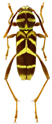 Cerambycidae: Ygapema michellae Schmid, 2011