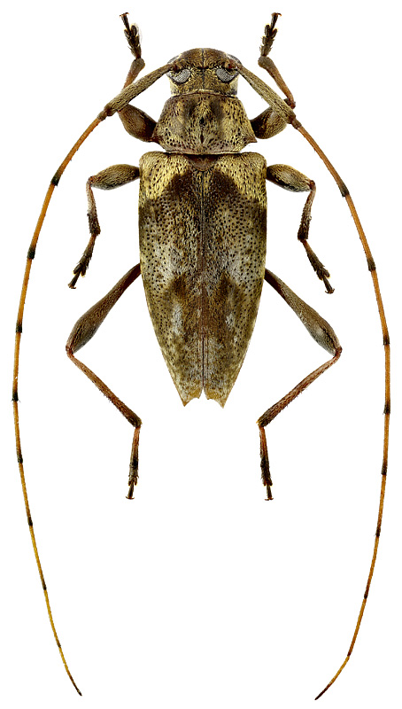 Anisopodus lignicola Bates, 1863