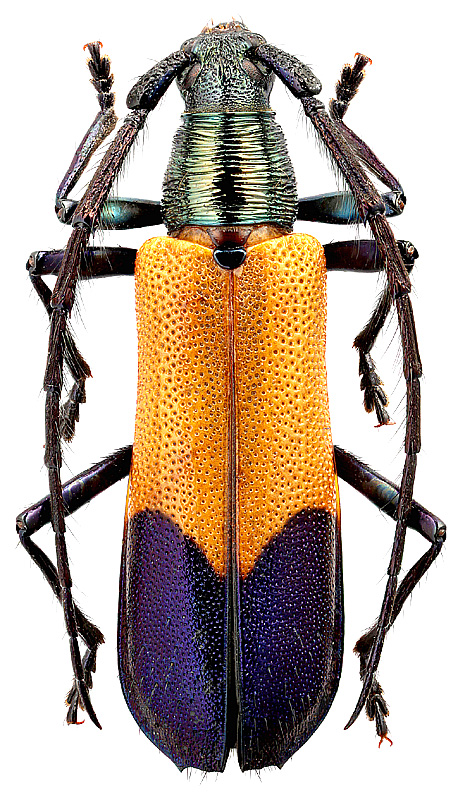 Caperonotus superbum (Auriv.)