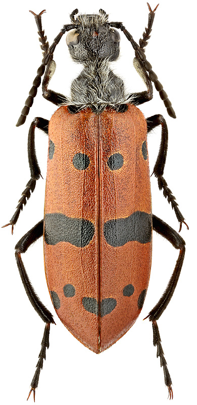 Mylabris sedecimpunctata Gebler, 1825