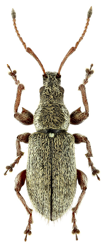 Phyllobius contemptus Schoenherr, 1832