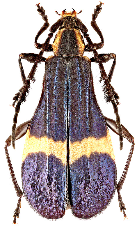Pteroplatus pulcher Buquet, 1840