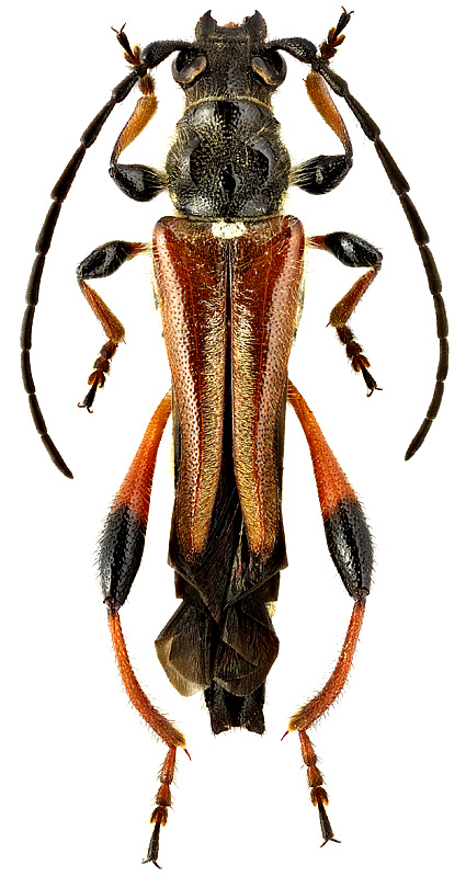 Stenopterus atricornis Pic, 1891