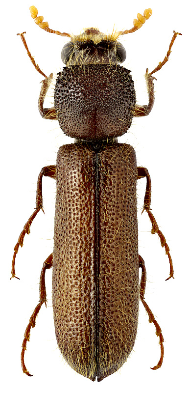 Xylomedes laticornis Lesné, 1895