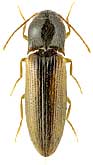 Elateridae: Adrastus pallens (F., 1792)