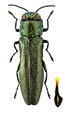 Buprestidae: Agrilus ussuricola Obenb.