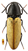 Elateridae: Ampedus circassicus (Rtt.)