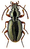 Carabidae: Bembidion elevatum Motsch.