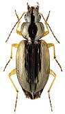 Carabidae: Olisthopus fuscatus Dejean, 1828