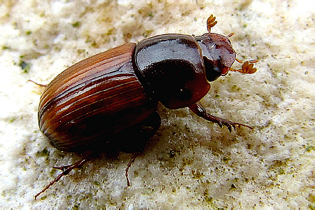 Scarabaeidae: Aphodius (Alocoderus) rufus (Moll, 1782)
