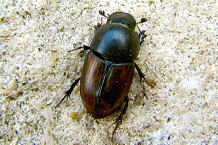 Scarabaeidae: Aphodius (Colobopterus) erraticus (Linnaeus, 1758)