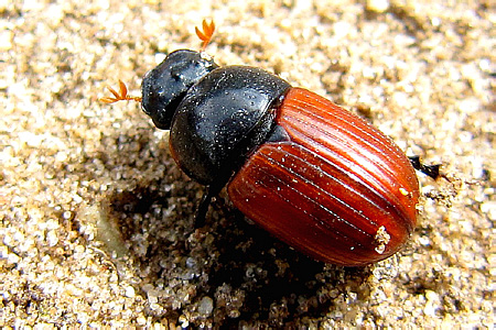 Scarabaeidae: Aphodius (Aphodius) fimetarius (Linnaeus, 1758)