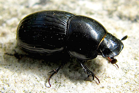 Scarabaeidae: Aphodius (Teuchestes) fossor (Linnaeus, 1758)