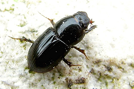 Scarabaeidae: Aphodius (Calamosternus) granarius (Linnaeus, 1767)