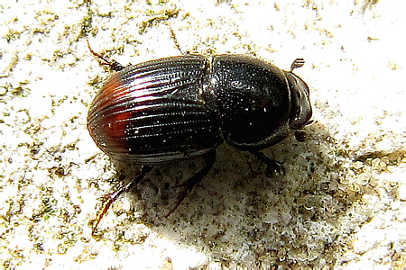 Scarabaeidae: Aphodius (Otophorus) haemorrhoidalis (Linnaeus, 1758)