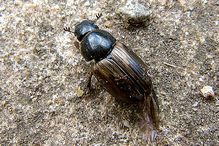 Scarabaeidae: Aphodius (Melinopterus) prodromus Brahm, 1790