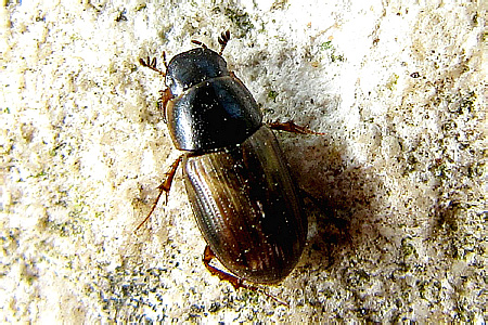 Scarabaeidae: Aphodius (Melinopterus) punctatosulcatus Sturm, 1805