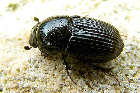 Scarabaeidae: Aphodius (Eupleurus) subterraneus (Linnaeus, 1758)