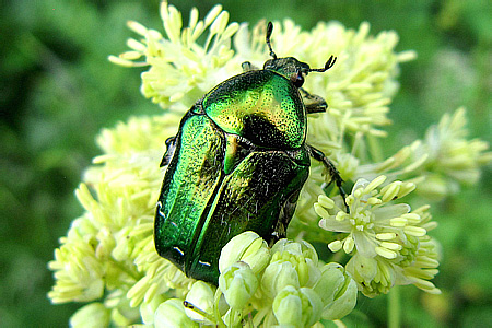 Scarabaeidae: Cetonia aurata (Linnaeus, 1758