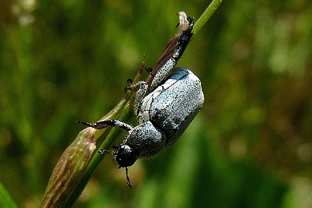 Scarabaeidae: Hoplia parvula Krynicki, 1832