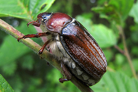 Scarabaeidae: Melolontha hippocastani (Fabricius, 1801)
