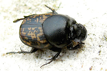 Scarabaeidae: Onthophagus nuchicornis (Linnaeus, 1758)