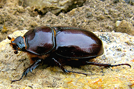 Scarabaeidae: Oryctes nasicornis (Linnaeus, 1758) - 