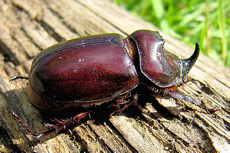Scarabaeidae: Oryctes nasicornis (Linnaeus, 1758) - 