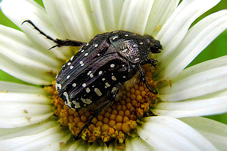 Scarabaeidae: Oxythyrea funesta (Poda, 1761)
