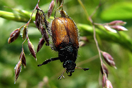 Scarabaeidae: Phyllopertha horticola (Linnaeus, 1758)