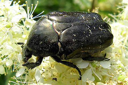 Scarabaeidae: Protaetia (Liocola) marmorata (Fabricius, 1792)