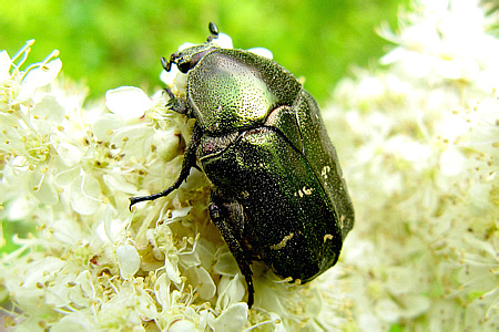 Scarabaeidae: Protaetia (Potosia) metallica (Herbst, 1782)