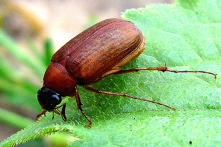 Scarabaeidae: Serica brunnea (Linnaeus, 1758)