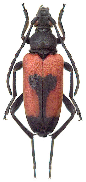  Paracorymbia cordigera  - female
