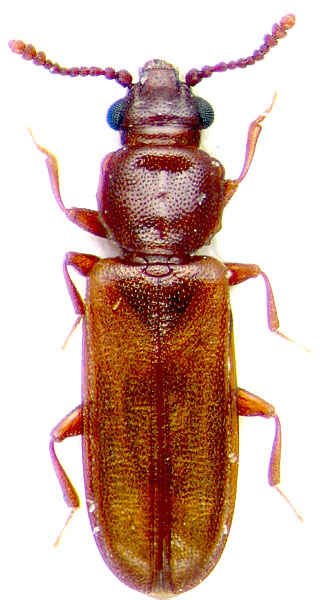 Pediacus dermestoides 