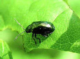 Leaf beetle (Chrysomelidae: Alticinae)
