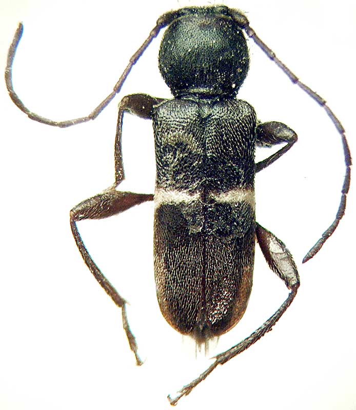  Phymatodes (Paraphymatodes) mediofasciatus Pic, 1933 